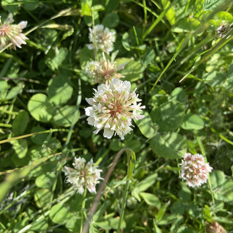 White Clover Seed Trifolium Repens Boston Seeds